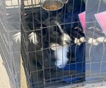 Small #3 Border Collie