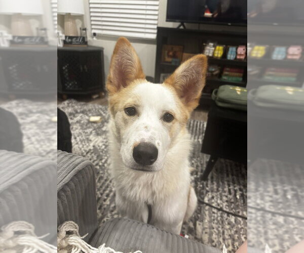 Medium Photo #5 Collie-Labrador Retriever Mix Puppy For Sale in Lakewood, CO, USA