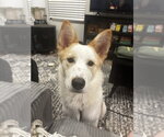 Small #4 Collie-Labrador Retriever Mix