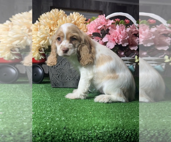 Medium Photo #2 Cocker Spaniel Puppy For Sale in CANOGA, NY, USA