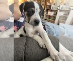Small #12 American Bulldog-German Shepherd Dog Mix