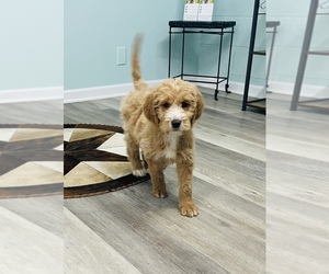 Golden Retriever-Poodle (Toy) Mix Puppy for sale in CINCINNATI, OH, USA