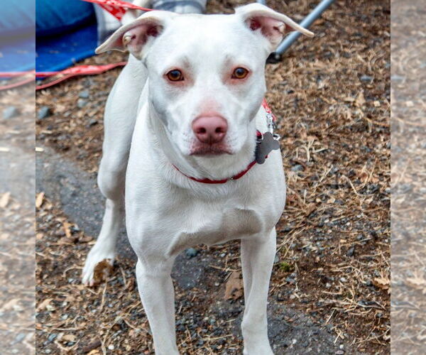 Medium Photo #15 Mutt Puppy For Sale in Canton, CT, USA