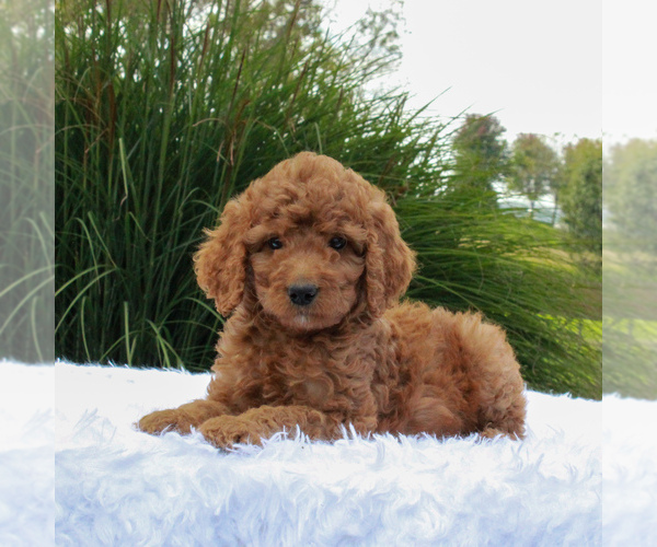 Medium Photo #4 Poodle (Standard) Puppy For Sale in GORDONVILLE, PA, USA