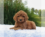 Small Photo #4 Poodle (Standard) Puppy For Sale in GORDONVILLE, PA, USA
