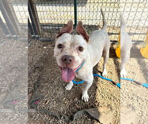 Mutt Dogs for adoption in Shelburne, VT, USA