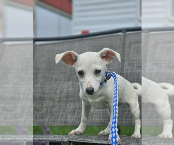 Medium Photo #6 Chiweenie Puppy For Sale in Wakefield, RI, USA