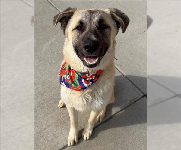 Medium Photo #2 Anatolian Shepherd-Unknown Mix Puppy For Sale in Tulsa, OK, USA
