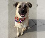 Small #1 Anatolian Shepherd Mix