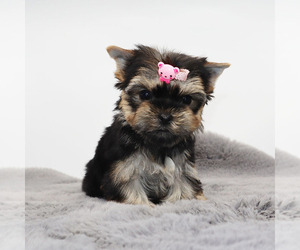 Yorkshire Terrier Puppy for sale in LOS ANGELES, CA, USA