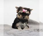 Small Yorkshire Terrier