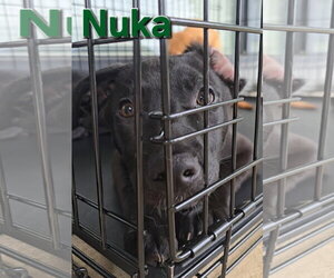 Nuka - Male American Pit Bull Terrier-German Shepherd Dog Mix Dog for Adoption - Photo #9
