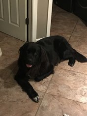 Newfoundland Puppy for sale in INDIANAPOLIS, IN, USA