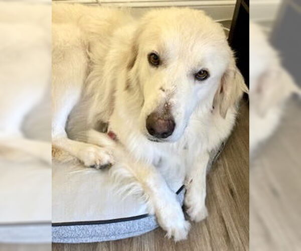 Medium Photo #4 Great Pyrenees Puppy For Sale in Spring, TX, USA