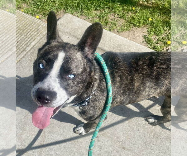 Medium Photo #2 French Bulldog-Siberian Husky Mix Puppy For Sale in Newport Beach, CA, USA