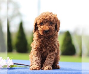 Poodle (Miniature) Puppy for sale in GAP, PA, USA