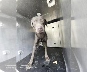 Weimaraner Dogs for adoption in San Antonio, TX, USA