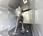 Small Weimaraner