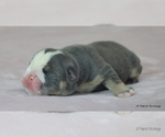 Small #9 Bulldog
