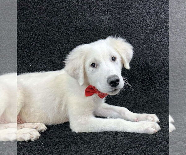 Medium Photo #3 Great Pyrenees-Unknown Mix Puppy For Sale in Grafton, WI, USA