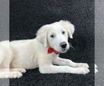 Small #2 Great Pyrenees Mix