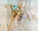 Small #9 Yorkshire Terrier
