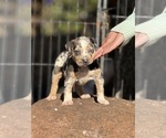 Small #6 Catahoula Leopard Dog