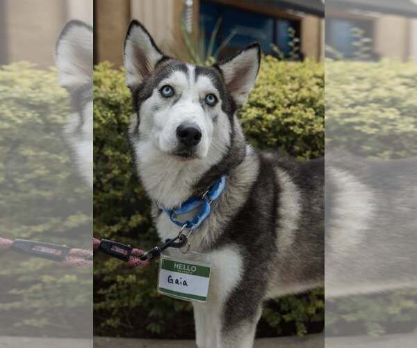 Medium Photo #4 Siberian Husky Puppy For Sale in Carrollton, TX, USA