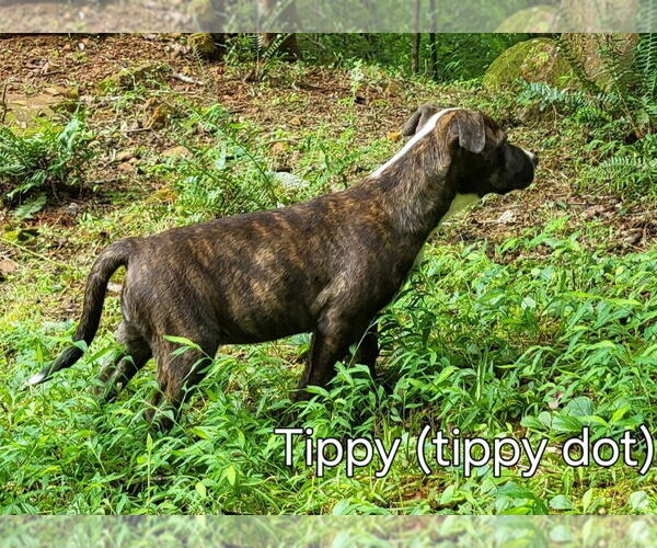 Medium Photo #4 Mutt Puppy For Sale in Ellijay, GA, USA