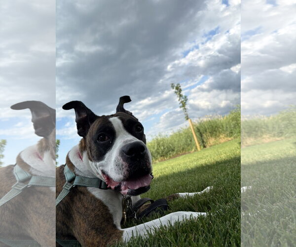 Medium Photo #2 Boxer Puppy For Sale in Woodbury, MN, USA