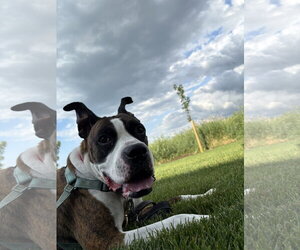 Drax *Training Hold* - Male Boxer Dog for Adoption - Photo #2