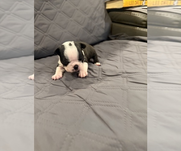 Medium Photo #7 Boston Terrier Puppy For Sale in FREDONIA, KS, USA