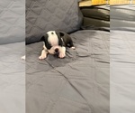 Small #6 Boston Terrier