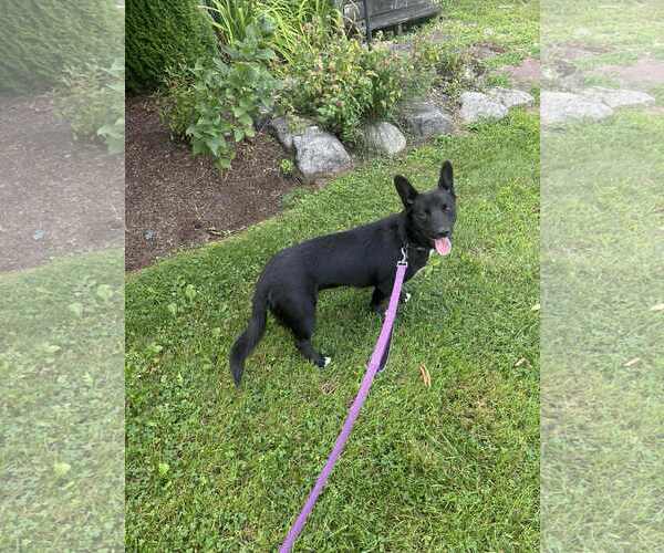 Medium Photo #7 Pembroke Welsh Corgi-Unknown Mix Puppy For Sale in Middlesex, VT, USA
