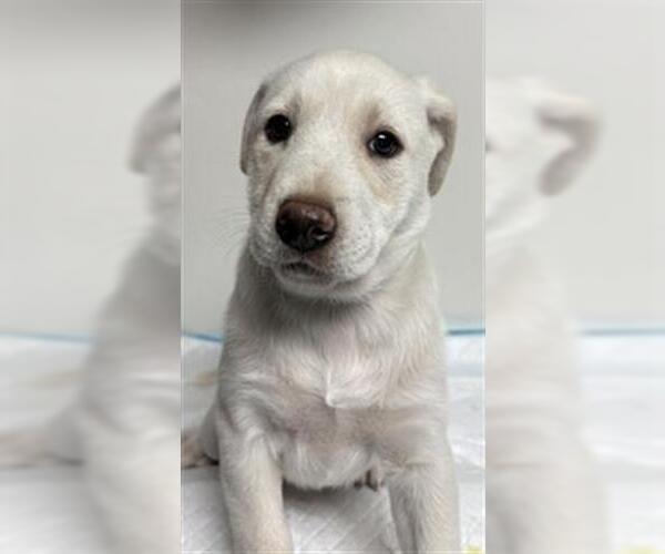 Medium Photo #1 American Pit Bull Terrier Puppy For Sale in Bakersfield, CA, USA