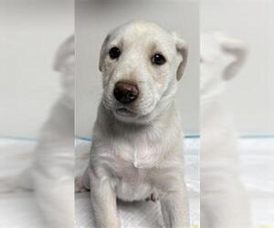 American Pit Bull Terrier Dogs for adoption in Bakersfield, CA, USA