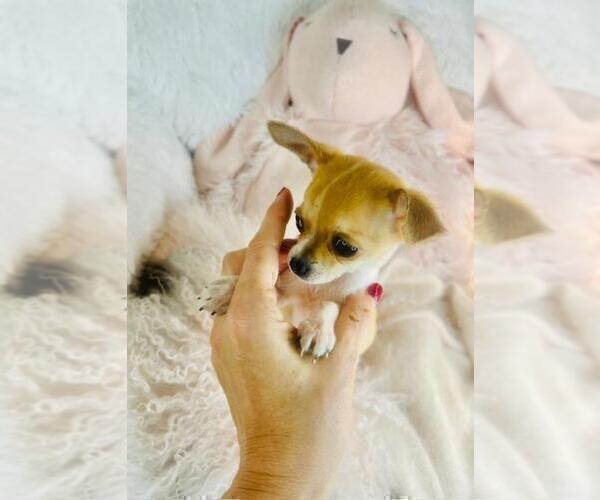 Medium Photo #24 Chihuahua Puppy For Sale in FORT LAUDERDALE, FL, USA