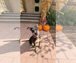 Sammy Star - Female Bull Terrier-Unknown Mix Dog for Adoption - Small photo