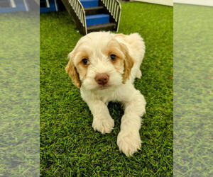 Cockapoo Puppy for sale in LOUISVILLE, KY, USA