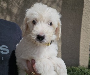 Labradoodle mix (+ Poodle Standard) Puppy for sale in SPRING HILL, FL, USA