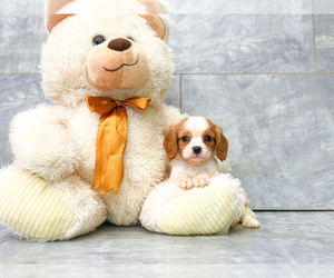 Cavalier King Charles Spaniel Puppy for sale in CLEVELAND, NC, USA