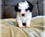 Small #2 Bernedoodle (Miniature)