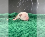 Small Photo #76 Boston Terrier Puppy For Sale in TULARE, CA, USA
