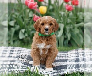 Goldendoodle Puppy for sale in NARVON, PA, USA