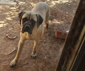 Mastiff Puppy for sale in AMHERST, TX, USA