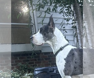 Mother of the Great Dane puppies born on 08/30/2025