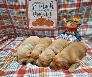 Golden Retriever Puppy for sale in MOUNT GILEAD, NC, USA