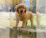 Small Golden Retriever