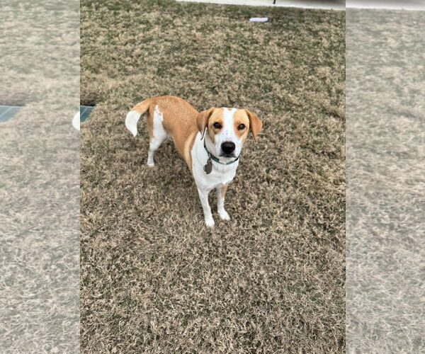 Medium Photo #7 American Foxhound-Unknown Mix Puppy For Sale in Rosenberg, TX, USA