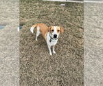Small #6 American Foxhound Mix